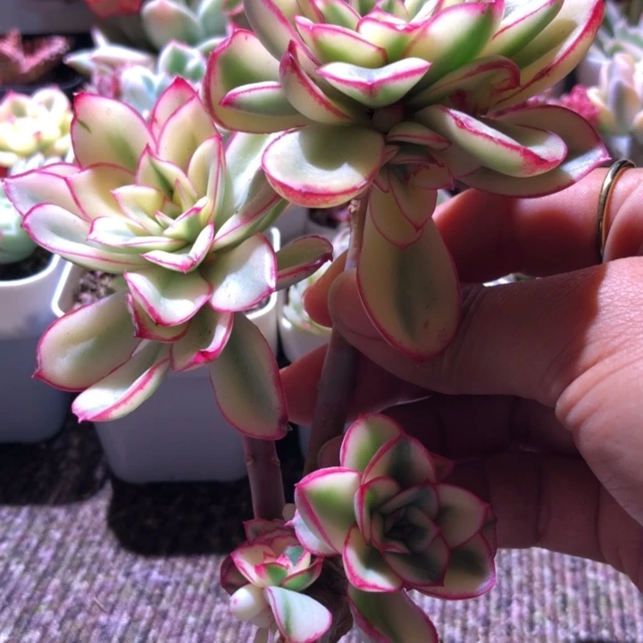 红花女王多头覆轮锦