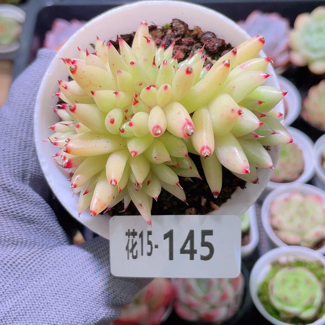 花利美15-145虎鲸