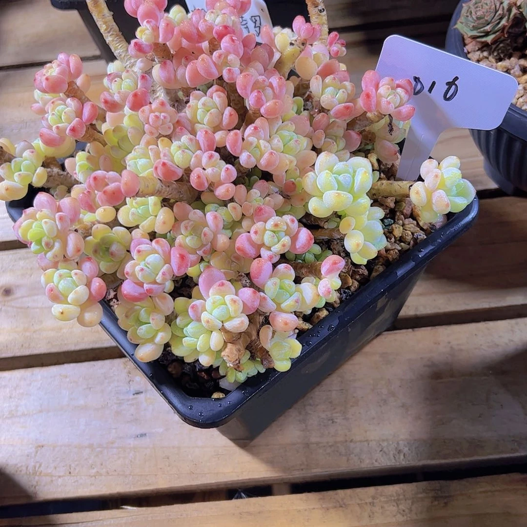 阿**啊016罗琦。。。。。。。。