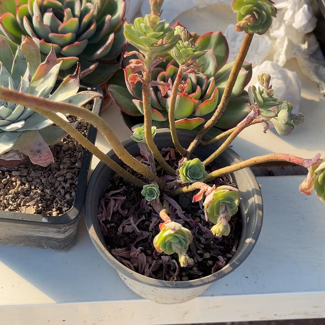 不***子120盆薄化妆多肉植物