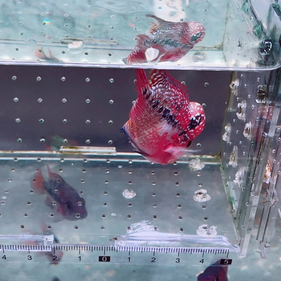 找***嘛罗汉鱼亚成罗汉鱼一条