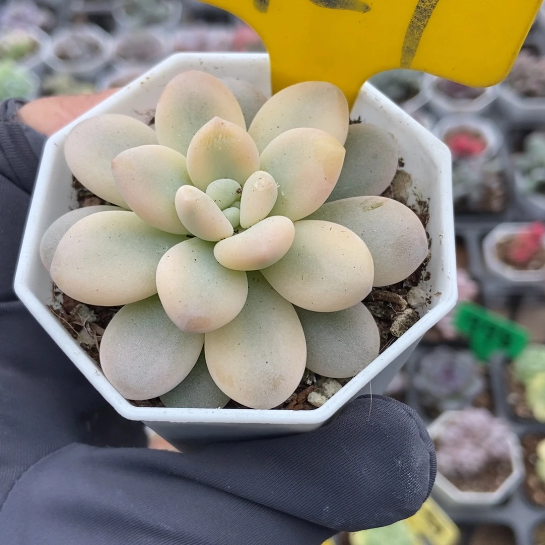 727洛神锦多肉植物