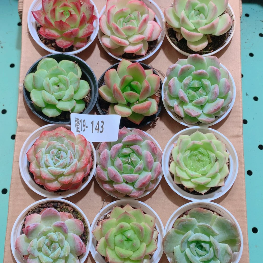 19-143一物一拍多肉带盆18颗