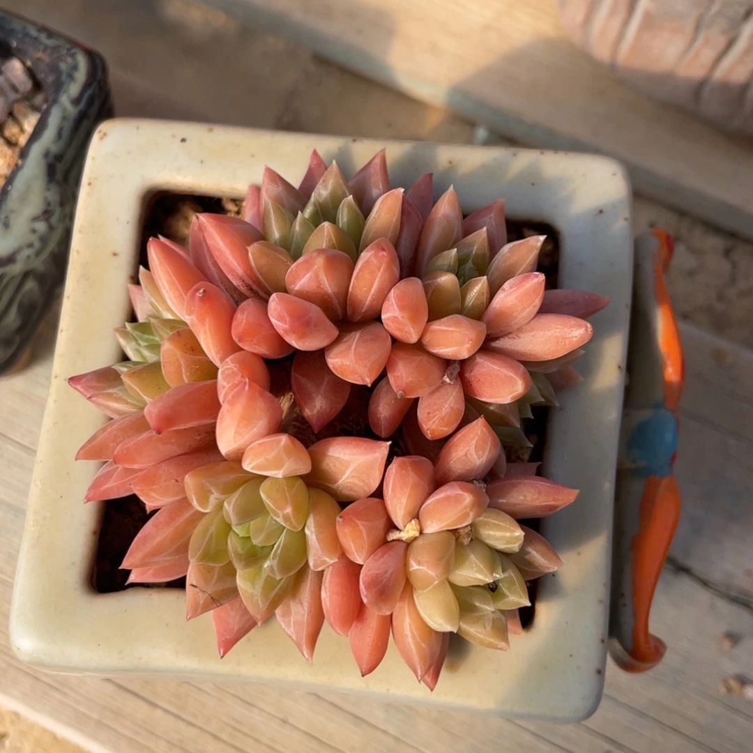 美人杂交朵朵缀带盆