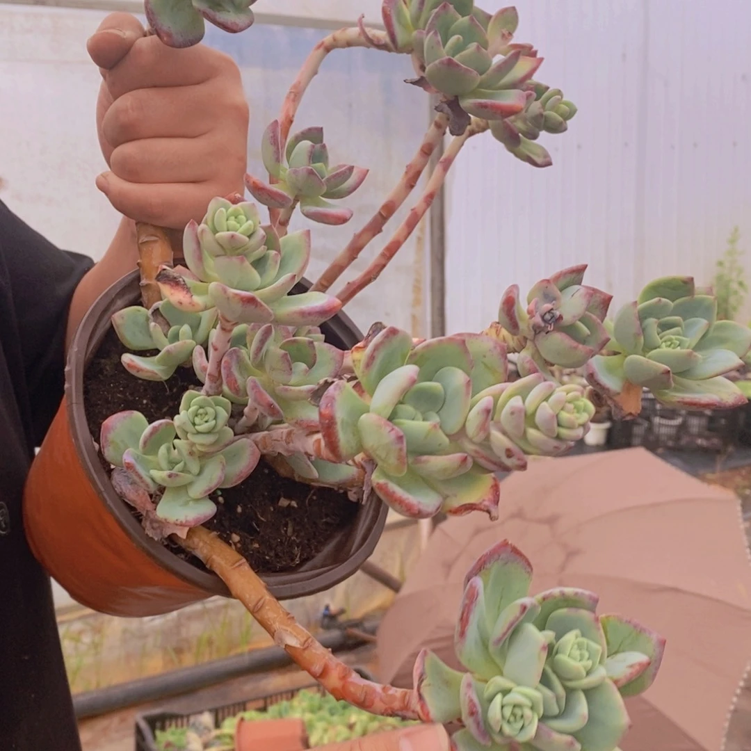 白月光多头群生大盆，250杯