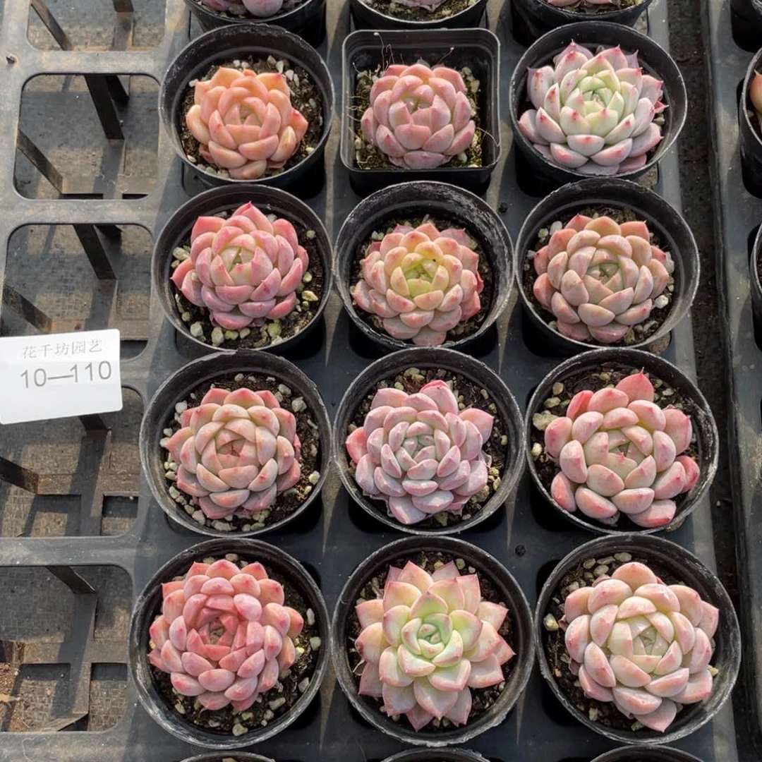 一物一拍18棵10-110