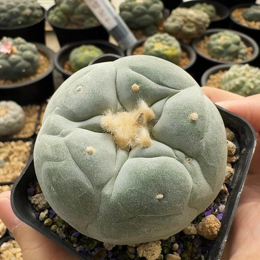 实生泰系大优5.9cm 10019