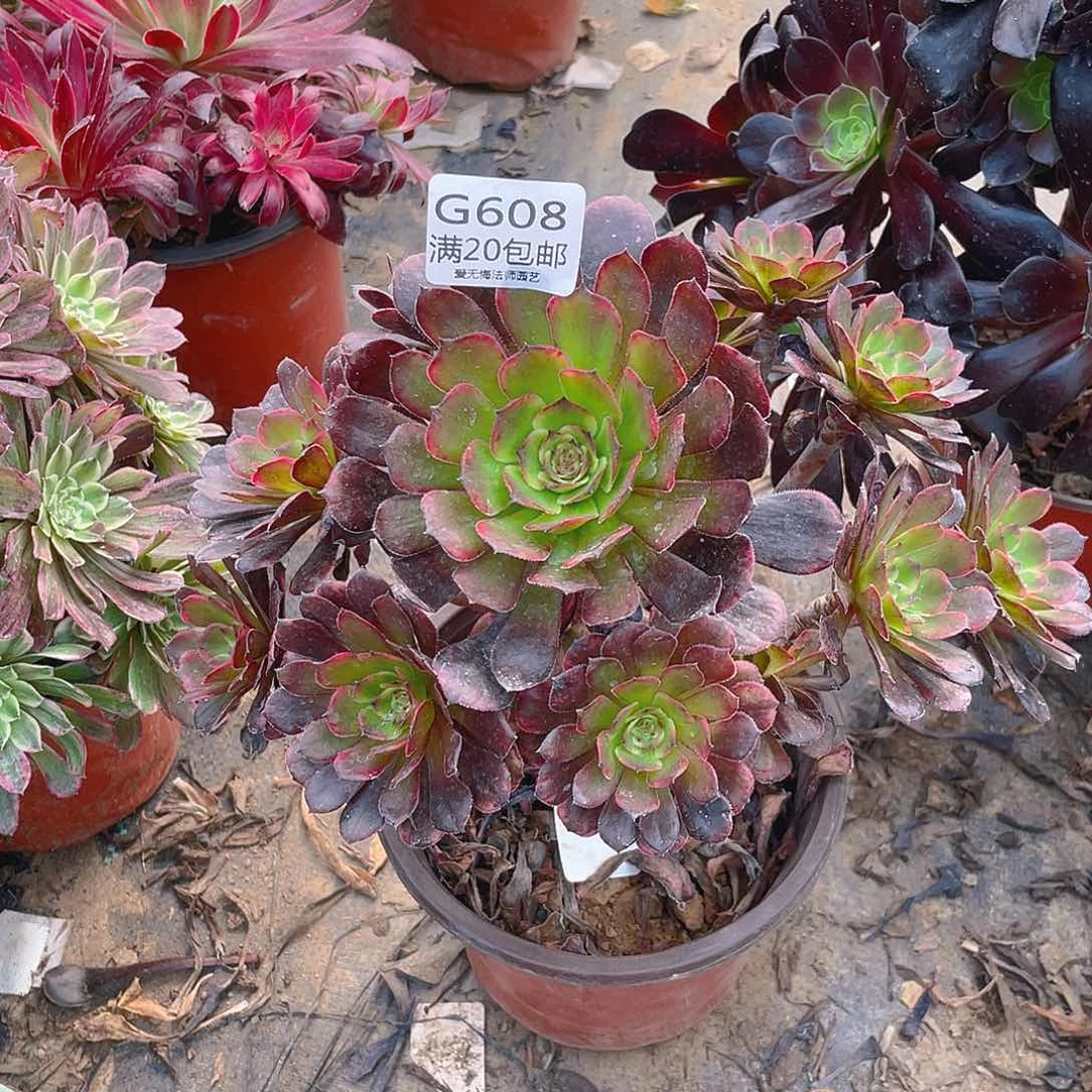 608烟花多肉小损不包