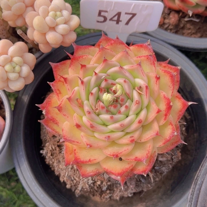 健健康康平平安安