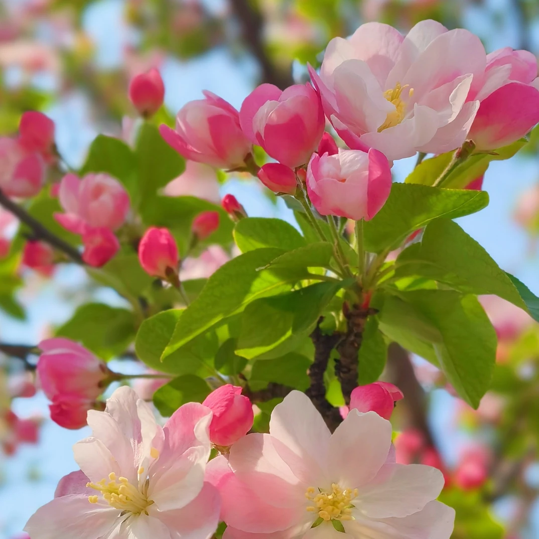 西府海棠树八棱海棠树观花吃果盆栽地栽一物一拍