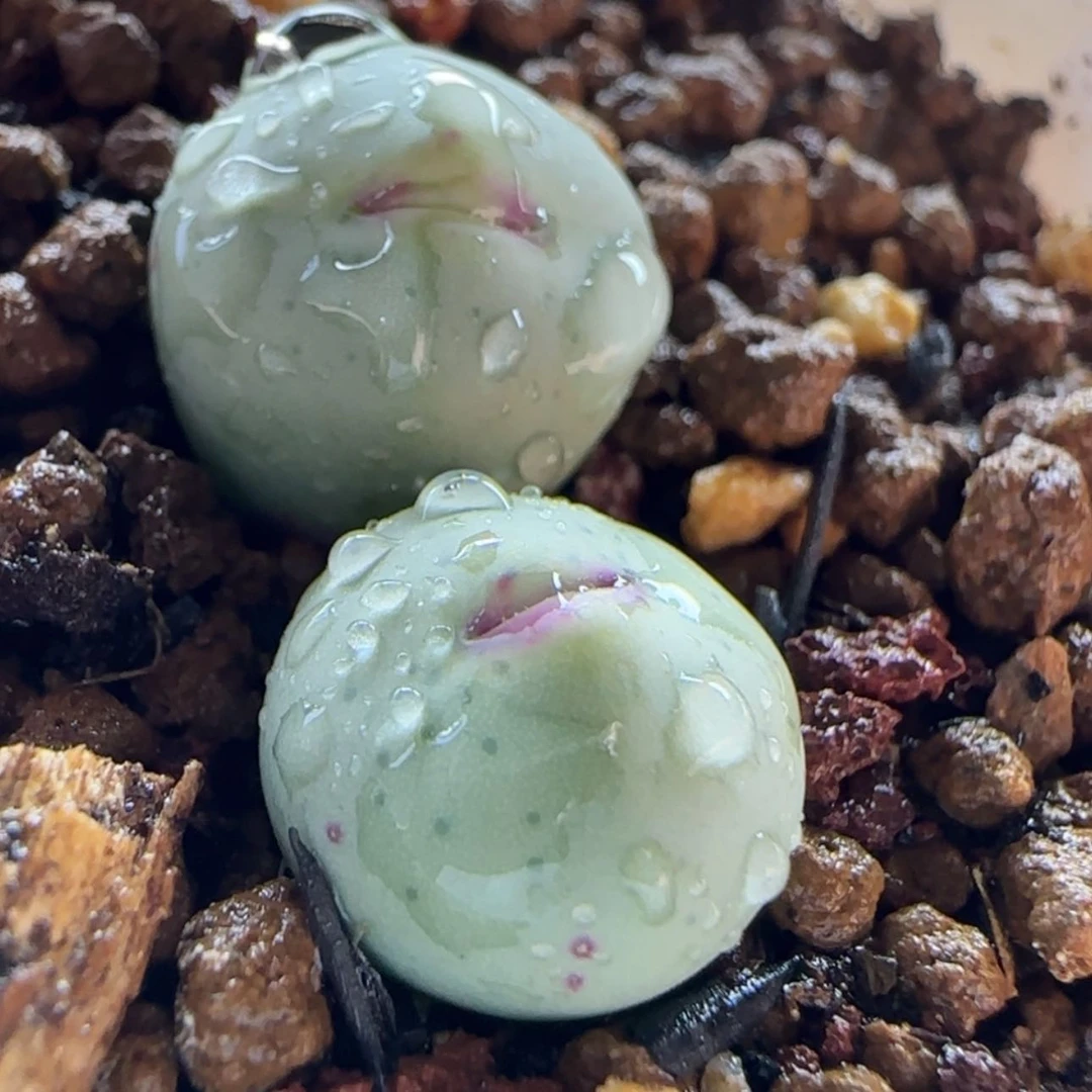 【闪购商品】0369嘟嘟嘴2.3冠幅