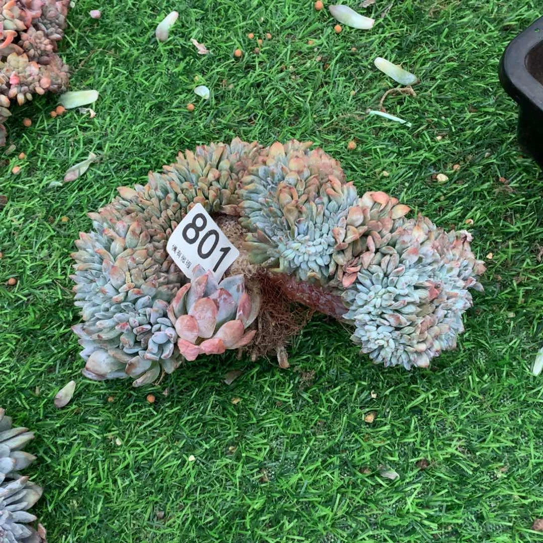 801橙子缀多肉植物