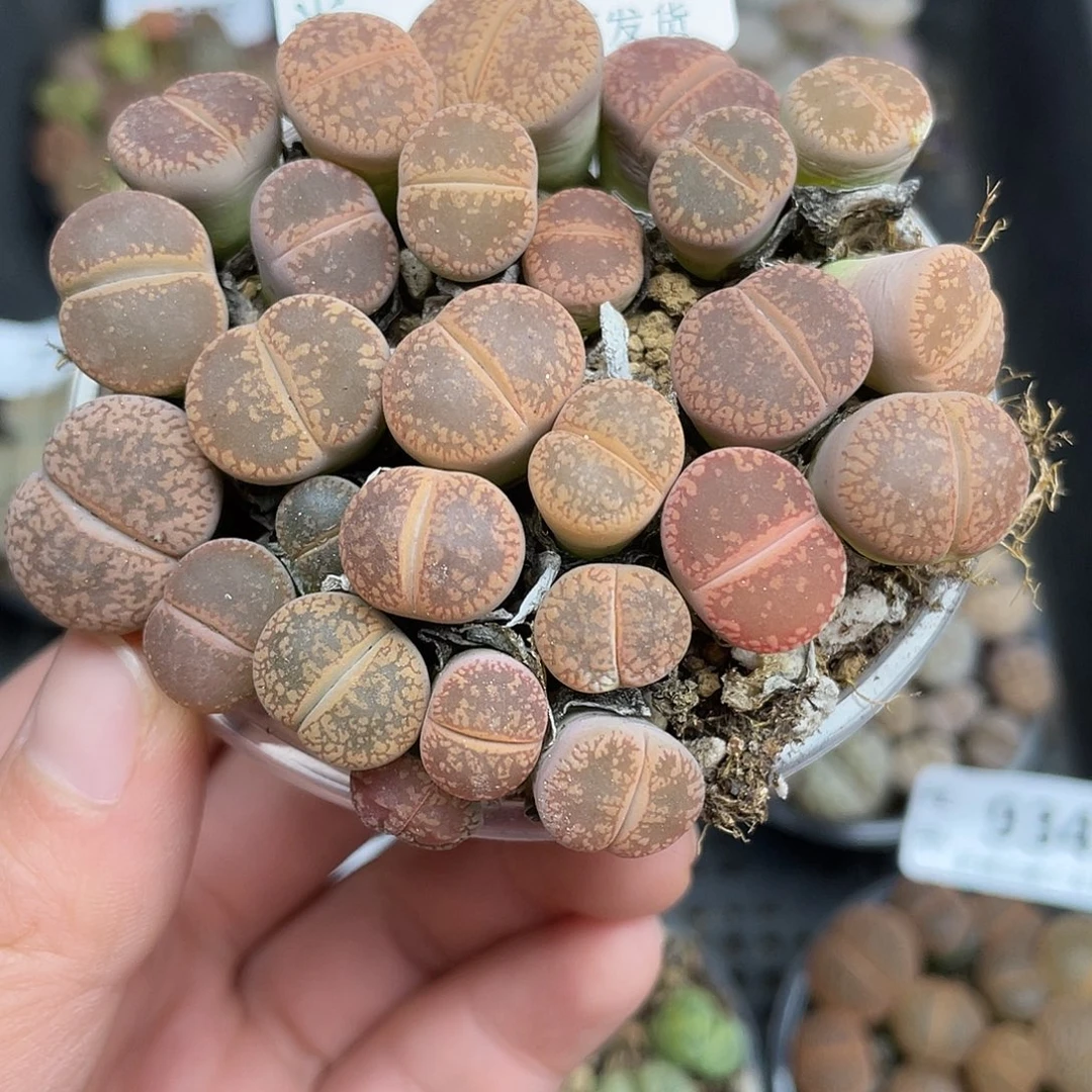 79300000花花花花花花花