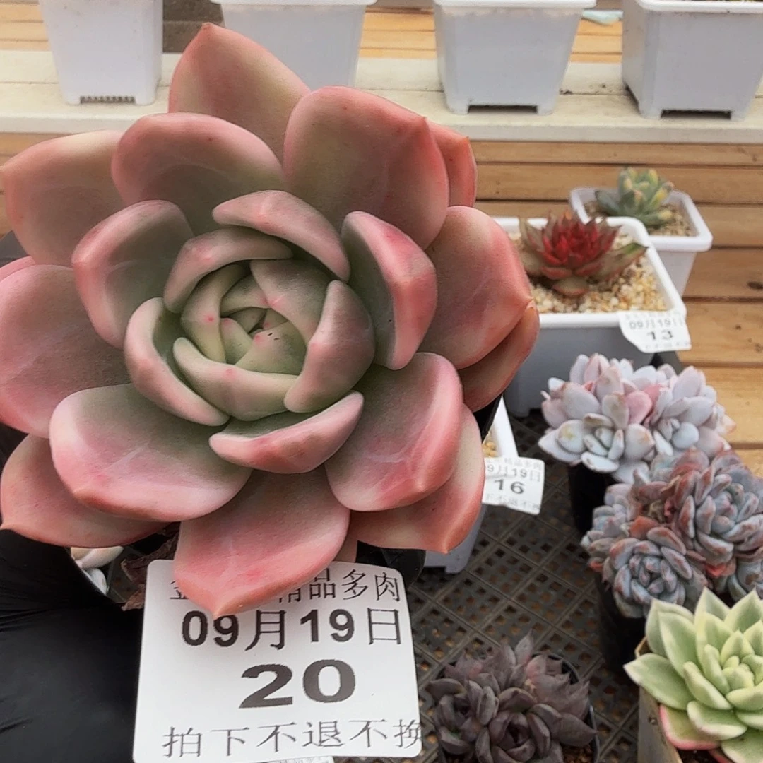 0919-20香槟锦单头