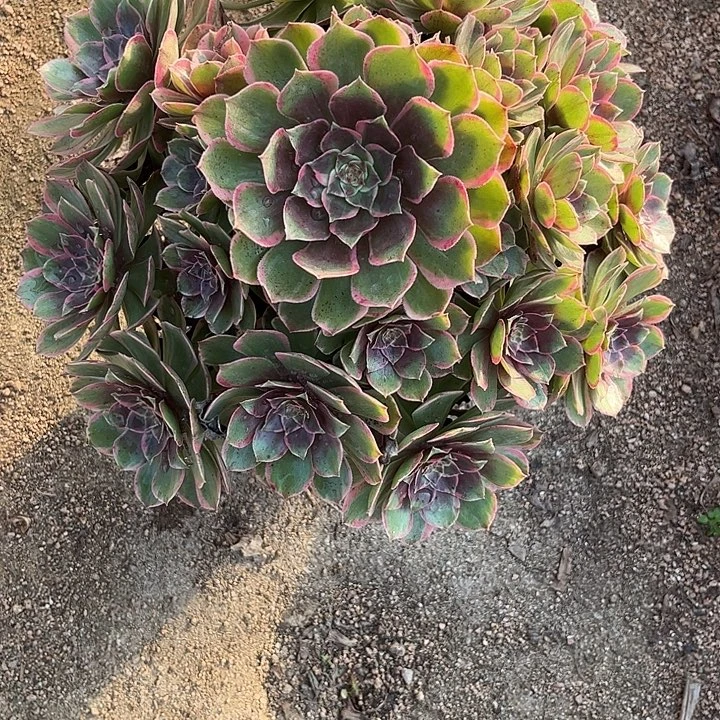 多肉植物粉花妖锦…………