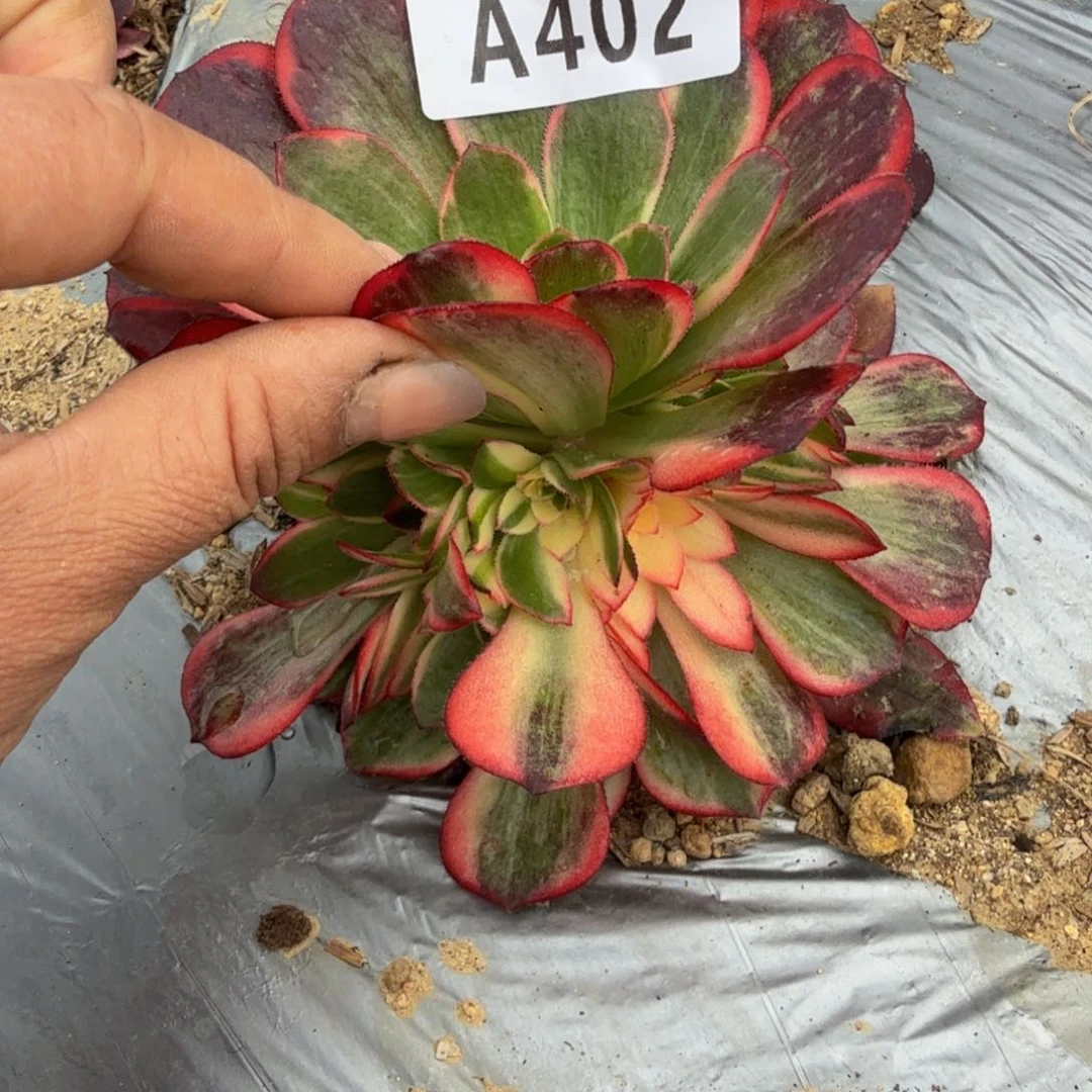 402黑魔锦。多肉植物