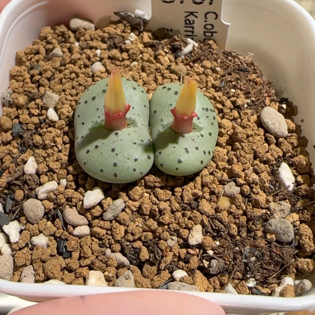 肉锥多肉植物组合-荷叶1133