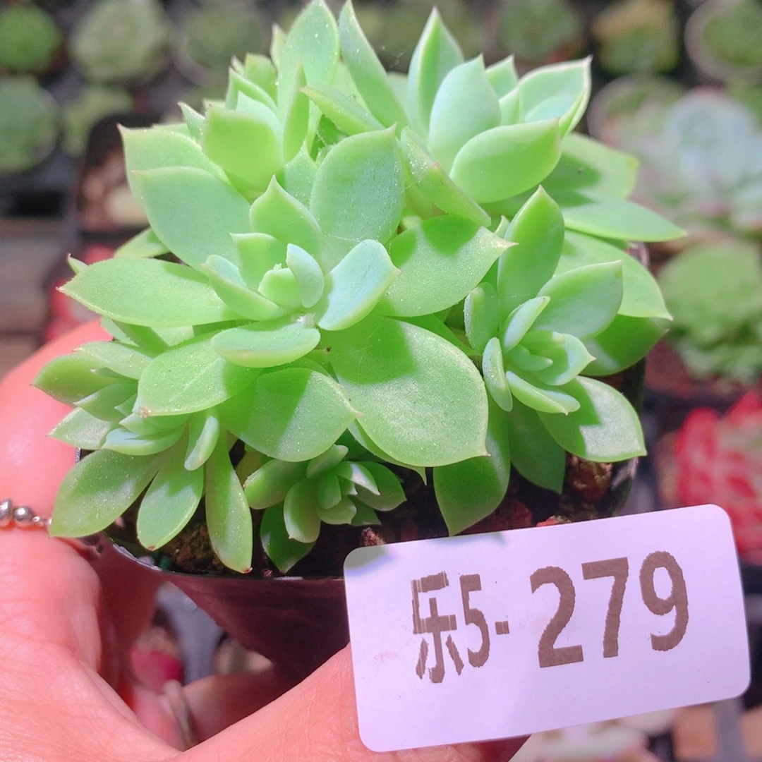 乐然5-279 三色堇群