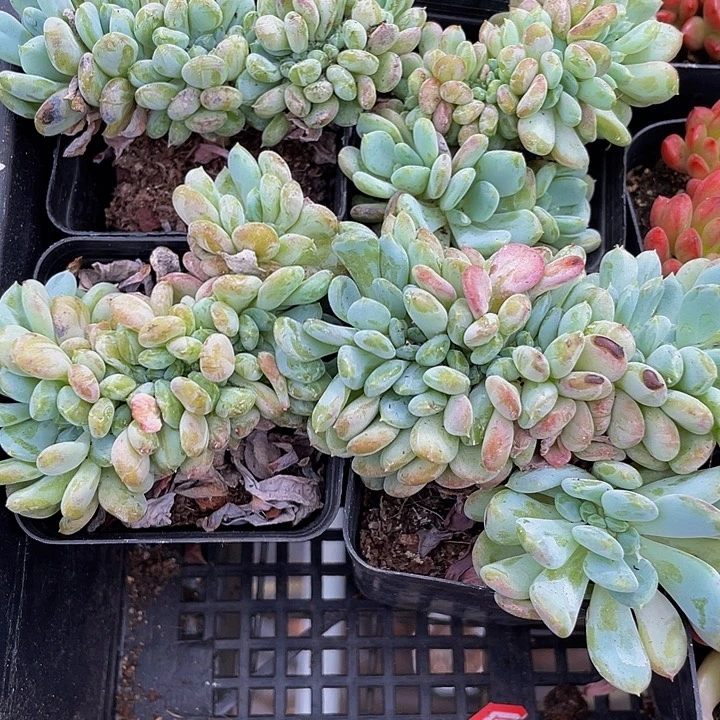 缀化珍妮带盆土发