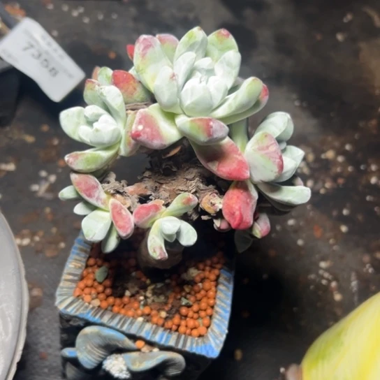 P*Z谢谢宝～一物一拍7420