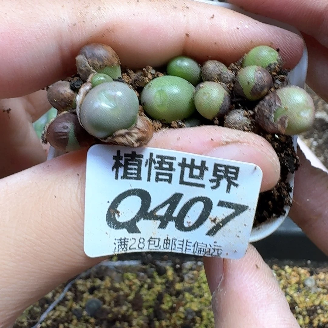 多肉植物的润泽发发
