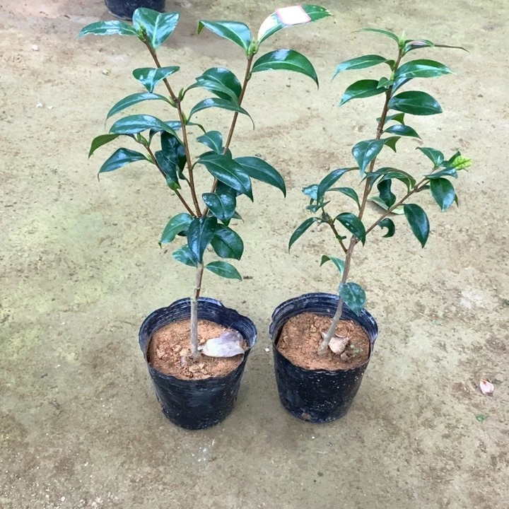 雅子2颗。一物一拍