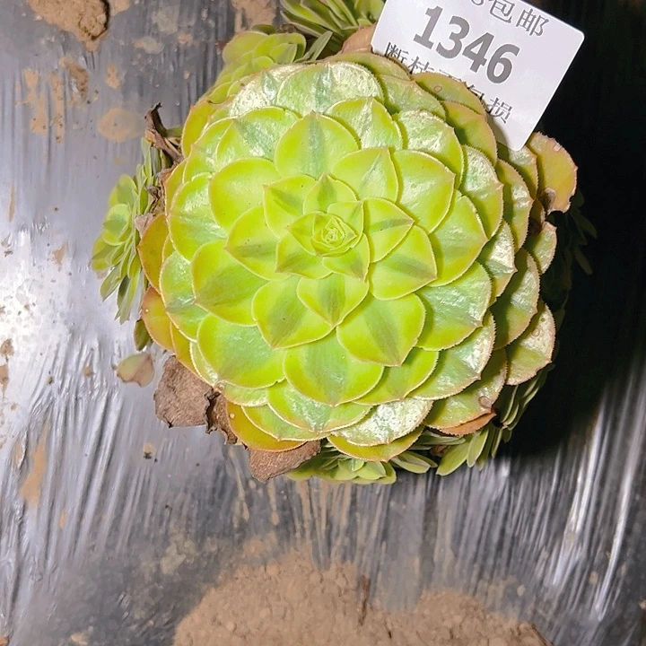 1346雨呵多肉植物保护
