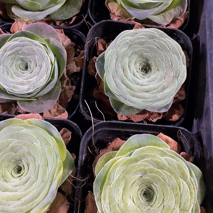 酒杯玫瑰2.8带盆土