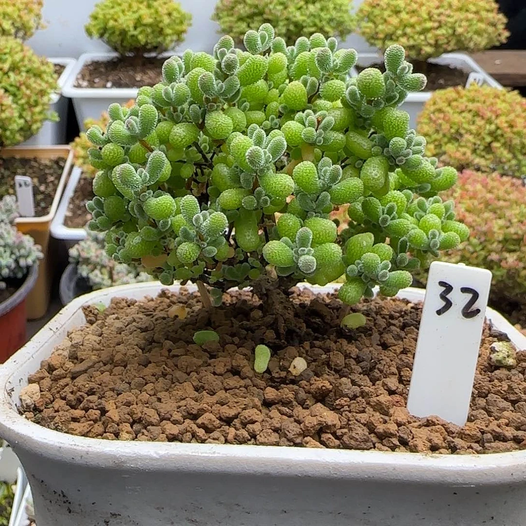 翡翠枝干番杏。。。。