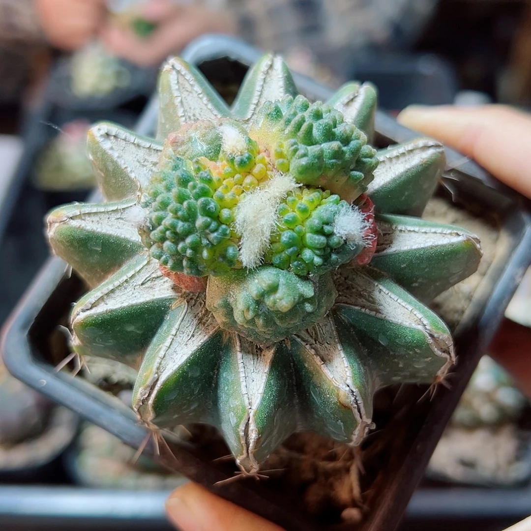 21号哥斯拉牡丹锦3.6公分