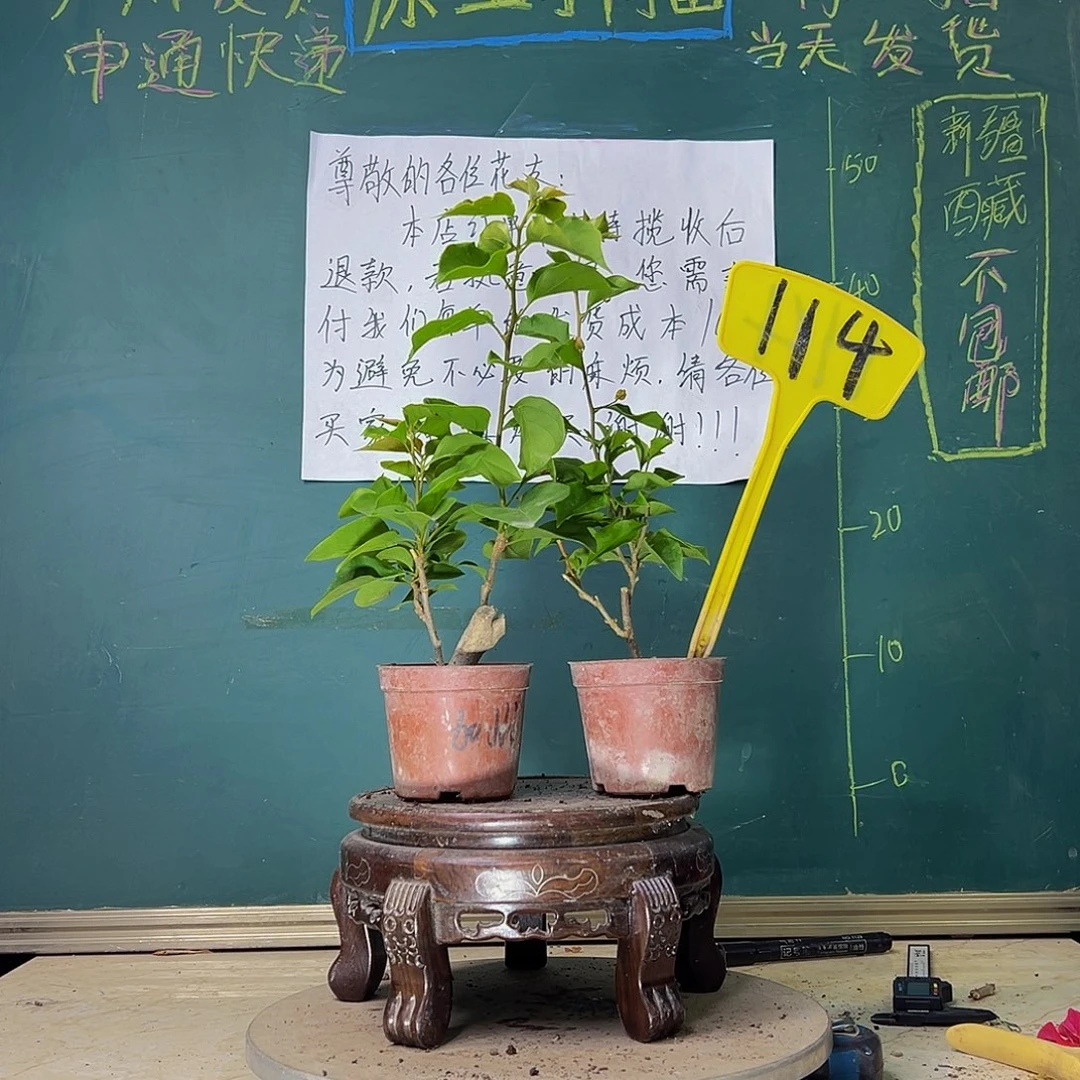 当前无花栽培后可以开花加州黄金掌中宝 红灯笼掌中宝114