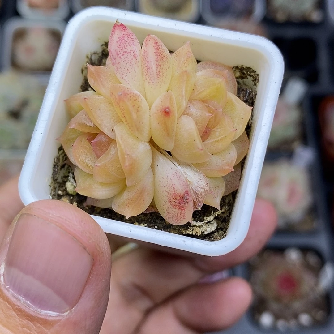 正版谪仙4厘米盆脱土发