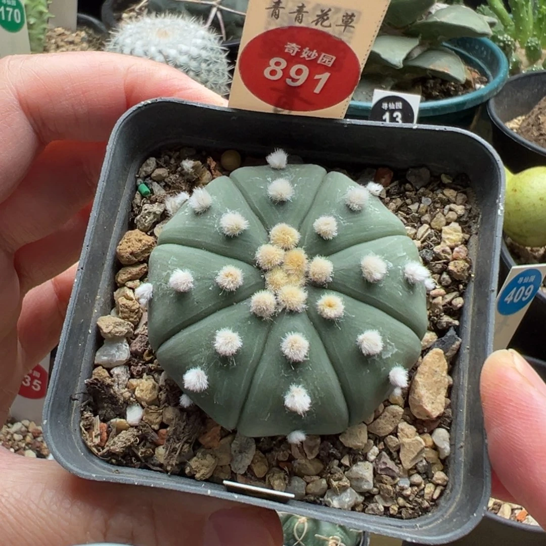 实生高绒大尤指纹兜4.6cm