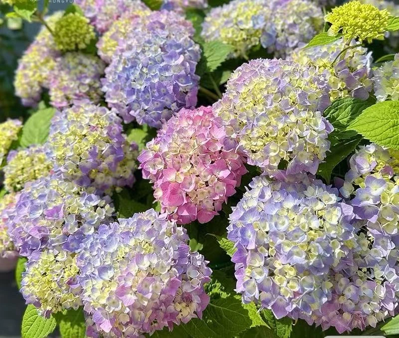 姹紫嫣红绣球花10花头1.5加仑带花带花苞大花型多季节开花室内室