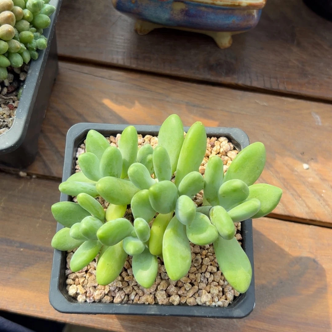 芒果奶1111111111111