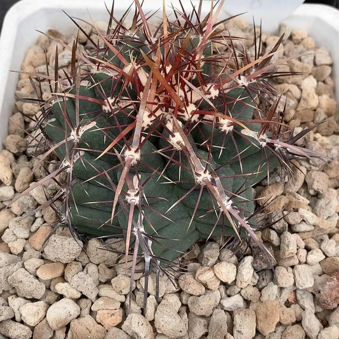 番*实生欧系大红鹰仙人球