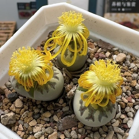 2773丽虹母本群生带盆