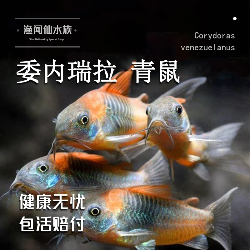 委内瑞拉青鼠鱼热带鱼青鼠底栖鱼尼罗河鱼南美稀有工具翻砂鱼