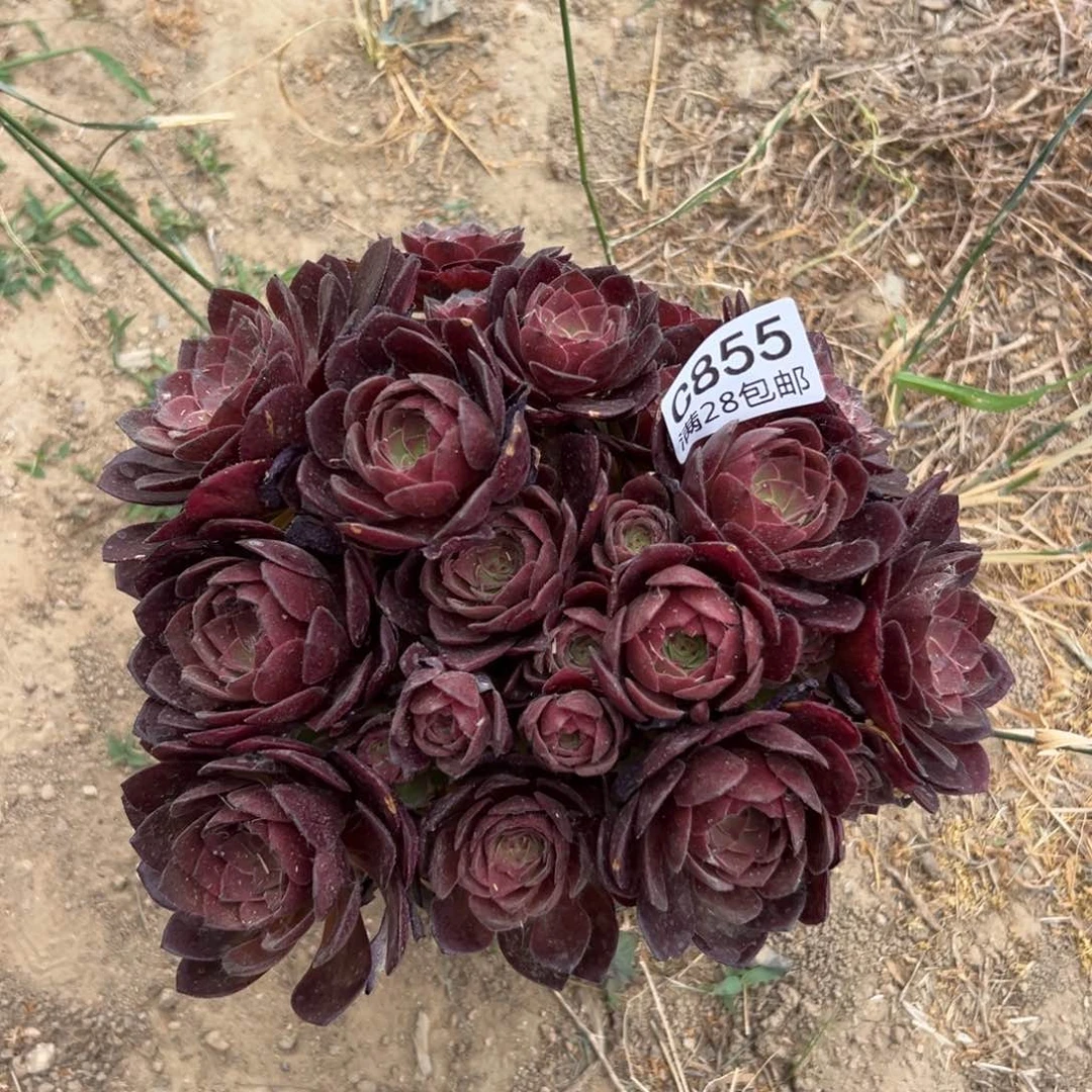 855多肉  桃花石