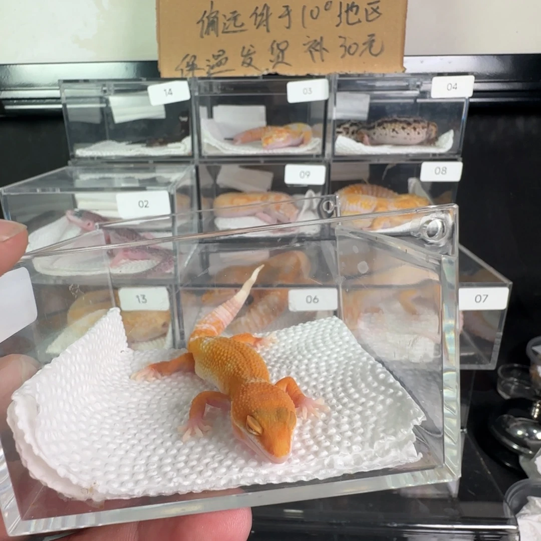 豹纹守宫阳光妹妹