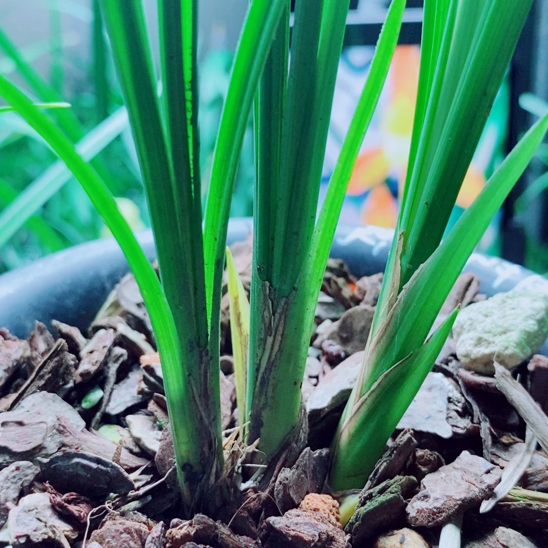 当前无花栽培后可以开花