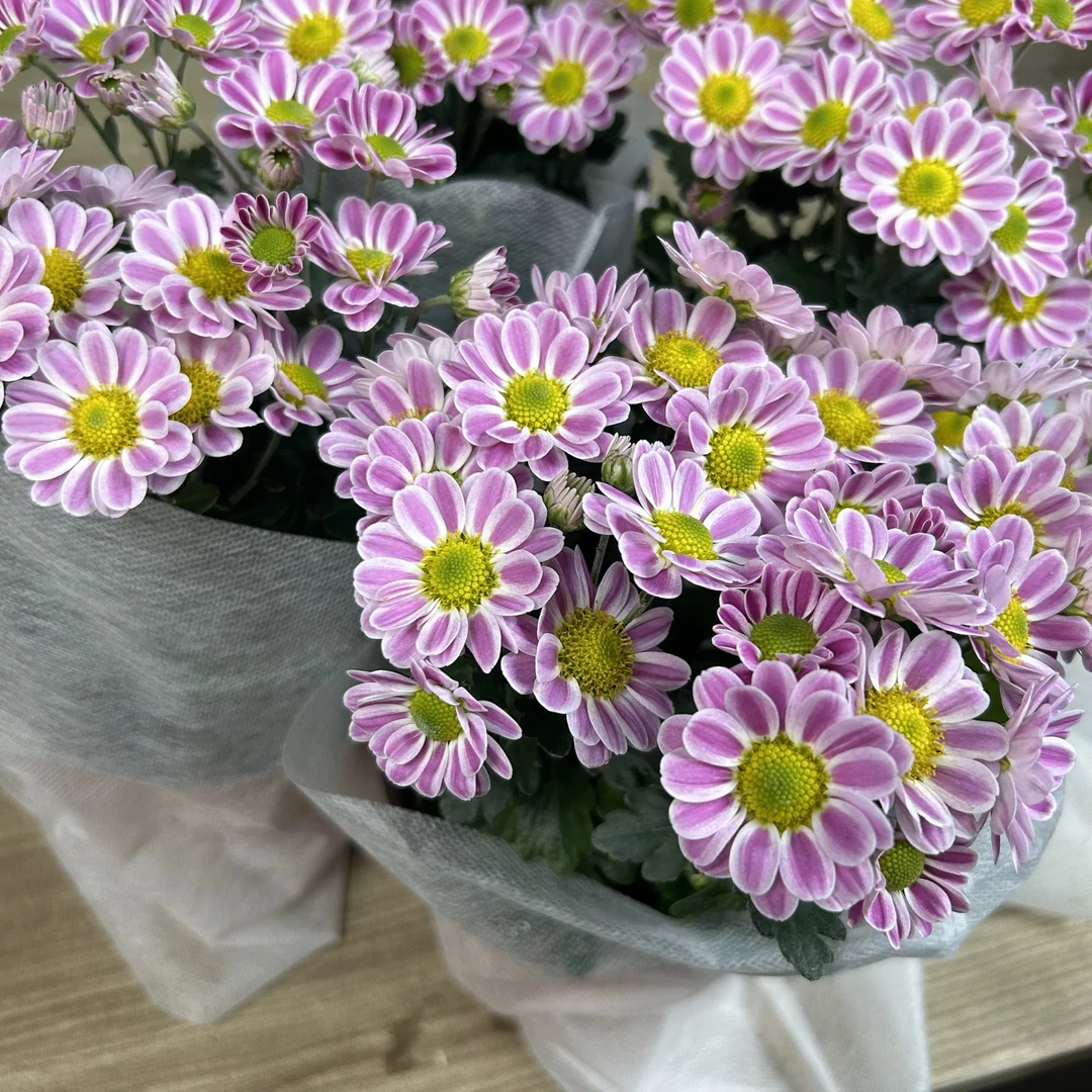 精品可爱鲁一尼小菊生花苞发货到手一盆小雏菊带花苞