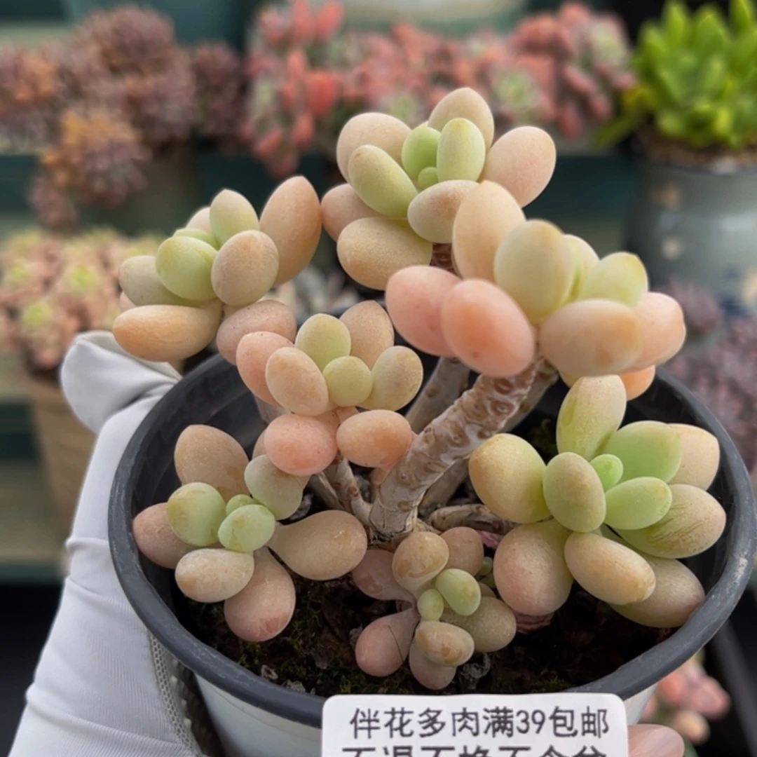 944-糖球洛神多肉8cm有砍