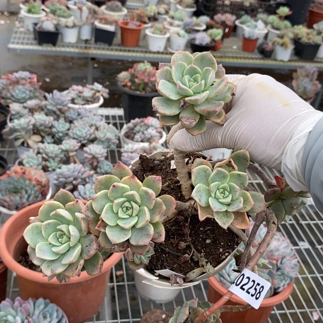 2258红粉佳人一物一拍