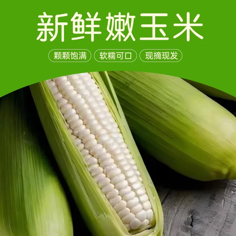 东北特产头茬白甜糯玉米鲜食玉米辽宁寒地玉米一年一茬现掰现发