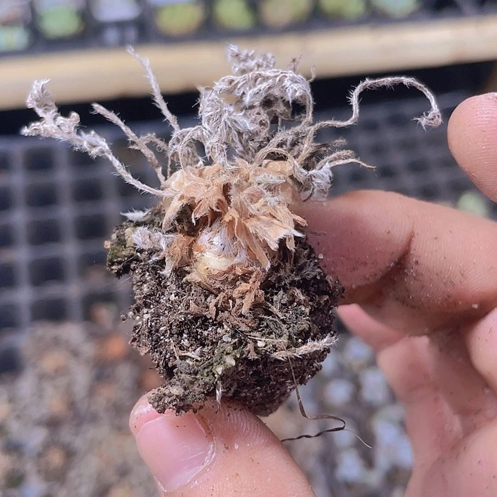 羽叶阳奎精品多肉