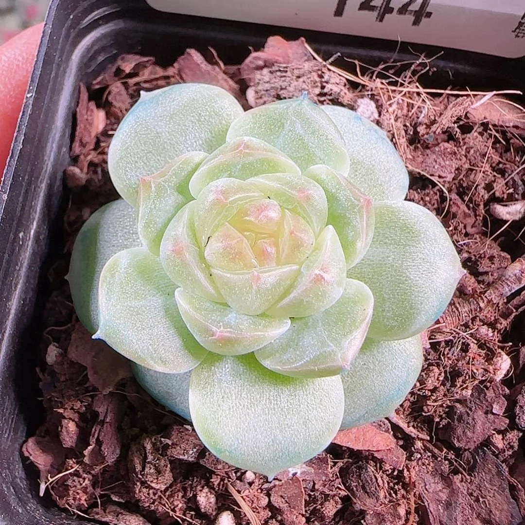 0018---144A29糖心珍妮