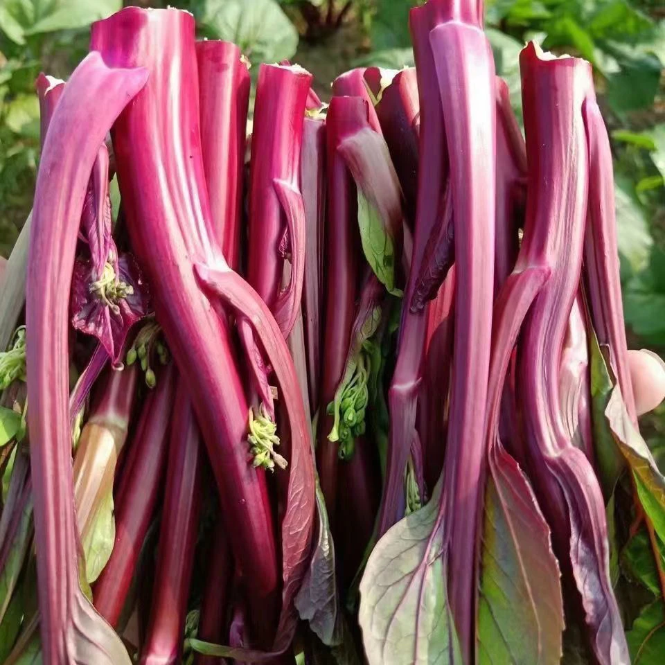 贵州农家自种红菜苔