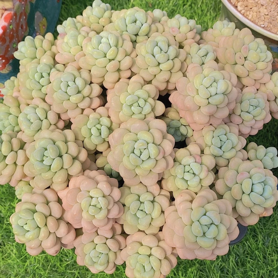 洛可可多肉一物一拍