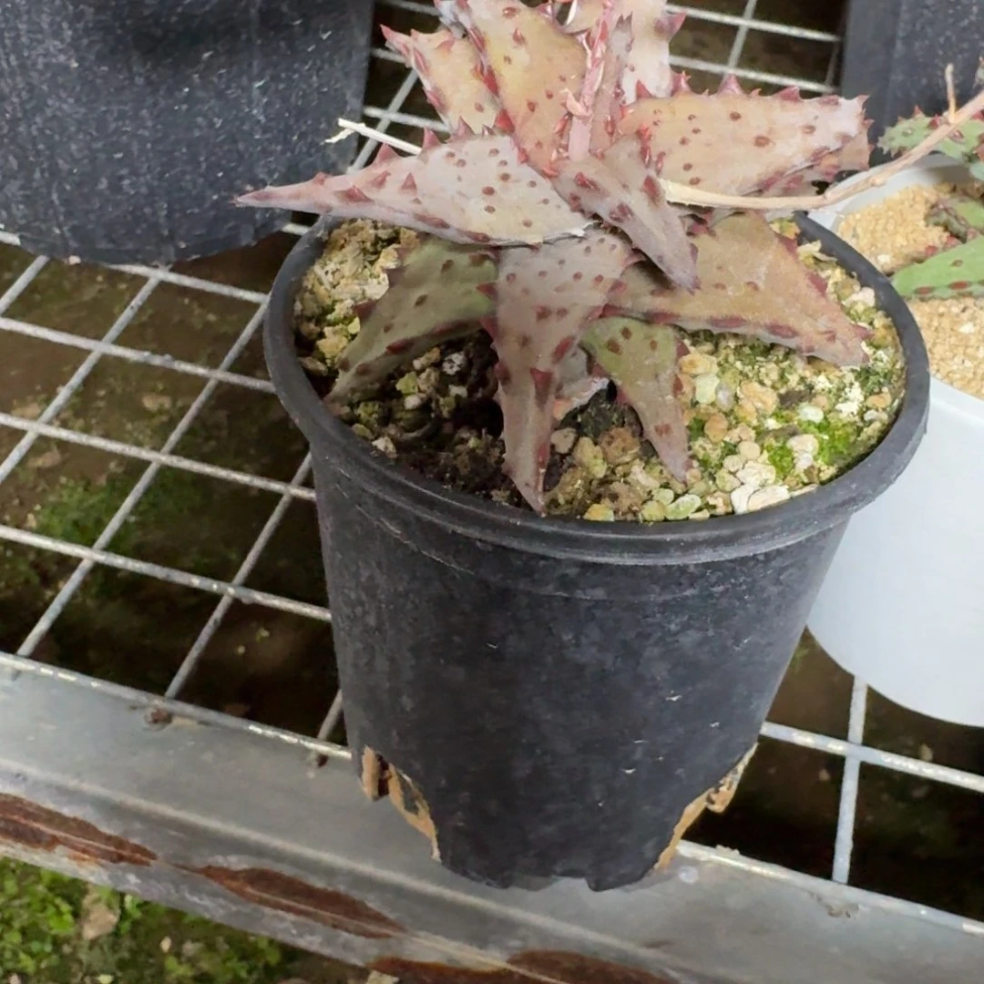 强刺卡萨帝芦荟一物一拍多肉植物